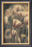 Tinted Tulips I Prints by Thea Schrack