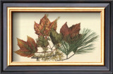 Red Maple Posters by Tony Casper