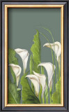 Calas Blancas Poster by Ximena 