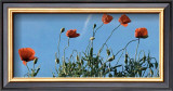 Up, Up and Away Prints by Sigi Loew