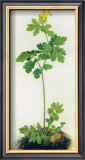 Greater Celandine Prints by Albrecht Dürer