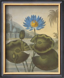 The Blue Egyptian Water-Lily Poster by Dr. Robert J. Thornton