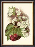 Cherry Blossom Posters