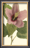 Hibiscus I Posters by Cooke 