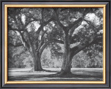 Oak Grove I Prints by Boyce Watt