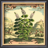 Mint Prints by Theodor de Bry