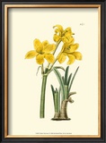 Yellow Narcissus I Pôsters por Van Houtt