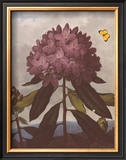 The Pontic Rhododendron Prints by Dr. Robert J. Thornton