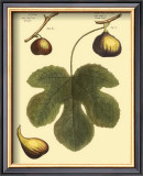 Fig Leaf I Prints by Langley