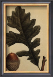 Over Cup White Oak Art by Francois A. Michaux