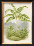 Tree Fern (Hemitelia Lindeni) Poster by Georg Dionysius Ehret