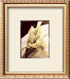 Calla Lilies Detail Prints by Rosanne Olson