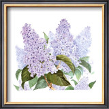 Lilac Posters by Linda Lord
