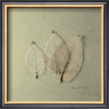 Trio of Skelton Leaves Posters by Ed Goldstein