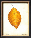 Beech Leaf Posters by Meg Page