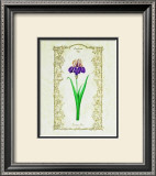 German Iris Art by Eva Komura