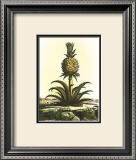 Pineapple I Prints