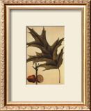 Red Oak Pôsters por Francois A. Michaux