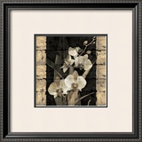 Orchids in Bloom II Prints by John Seba