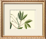 Naturalist Study I Print by A. Bell