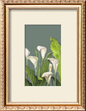 Calas Blancas II Print by Ximena 