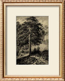 Wild Pine Prints by Ernst Heyn