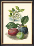 Plum Blossom Poster