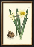Yellow Narcissus II Posters por Van Houtt