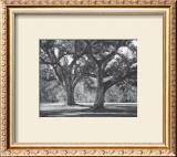 Oak Grove I Poster by Boyce Watt