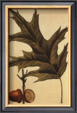 Red Oak Prints by Francois A. Michaux