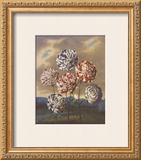 Group of Carnations Art by Dr. Robert J. Thornton