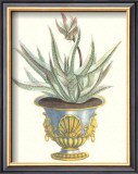 Aloe Africana Prints by Johann Wilhelm Weinmann