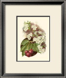 Cherry Blossom Prints