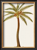 Coconut Palm Tree Prints by Georg Dionysius Ehret