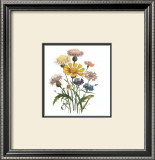 Centaurea Crocadylium Prints by Jane W. Loudon