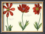 Floral Plate XV Prints by Crispijn de Passe