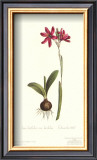 Ixia Latifolia Var. Latifolia Posters by Sydenham Teast Edwards