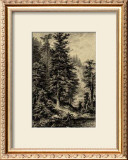 Noble Fir Prints by Ernst Heyn