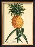 Ho'okipa Prints by Georg Dionysius Ehret