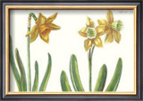 Floral Plate XX Prints by Crispijn de Passe