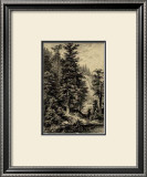 Noble Fir Prints by Ernst Heyn