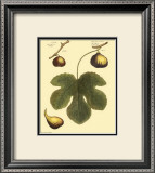 Fig Leaf I Print by Langley 