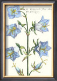 Floral Plate XIV.ii Prints by Crispijn de Passe
