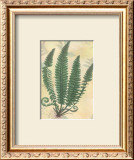 Forest Sword Fern Prints by Walter Robertson