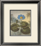 The Blue Egyptian Water-Lily Prints by Dr. Robert J. Thornton