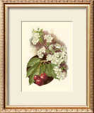 Cherry Blossom Prints