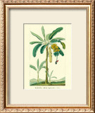 Banana, Musa Sapientum Posters by Ch. Lemaire