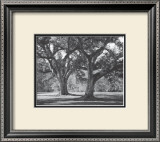 Oak Grove I Poster by Boyce Watt