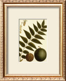 Black Walnut Prints by Francois A. Michaux