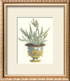 Aloe Africana Posters by Johann Wilhelm Weinmann